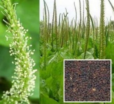 Plantago Seed Extract 4:1